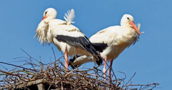 FETE DE LA CIGOGNE