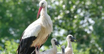 FETE DE LA CIGOGNE : 24 juin 2023 - Salle Espace Ried