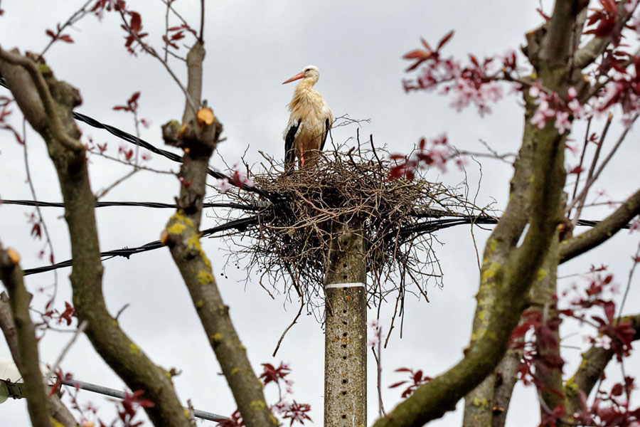 cigogne